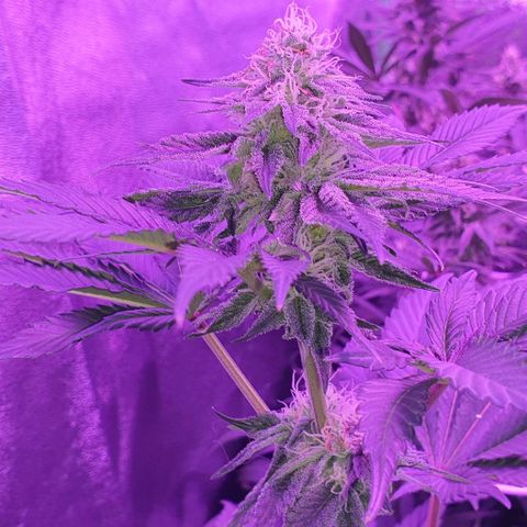 3RH #1 growlog timeline photo