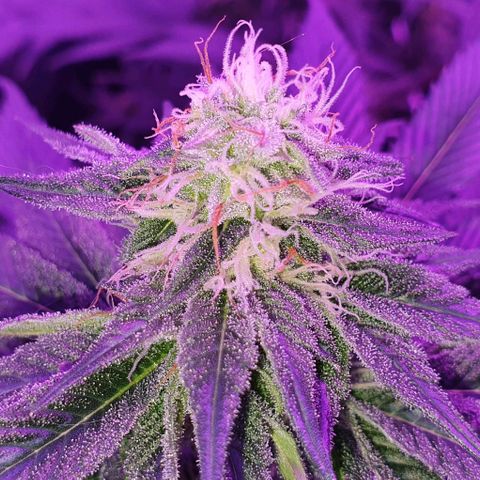 3RH #1 growlog timeline photo