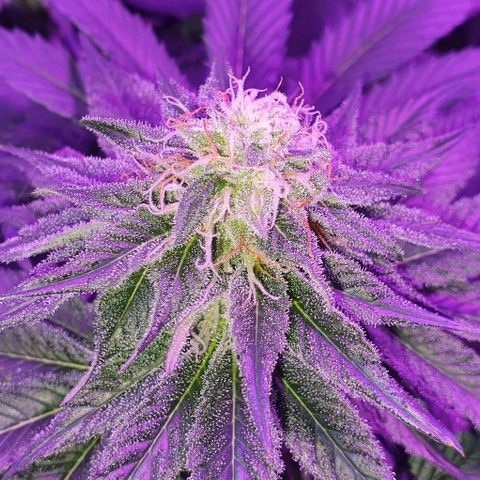 3RH #1 growlog timeline photo
