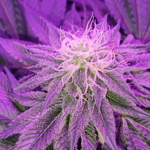 3RH #1 growlog timeline photo