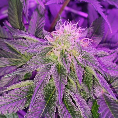 3RH #1 growlog timeline photo