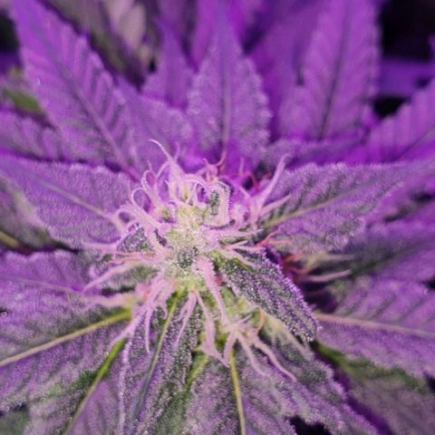 3RH #1 growlog timeline photo