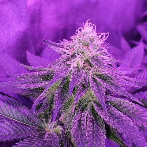 3RH #1 growlog timeline photo