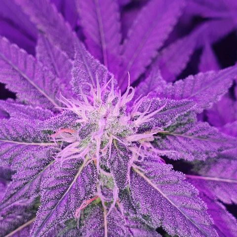 3RH #1 growlog timeline photo