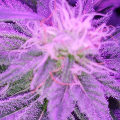 3RH #1 growlog timeline photo