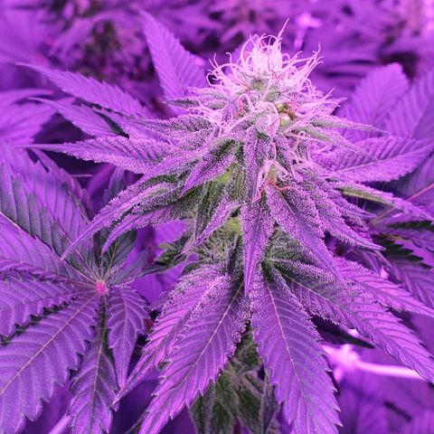 3RH #1 growlog timeline photo
