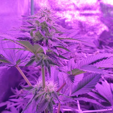 3RH #1 growlog timeline photo