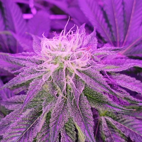 3RH #1 growlog timeline photo