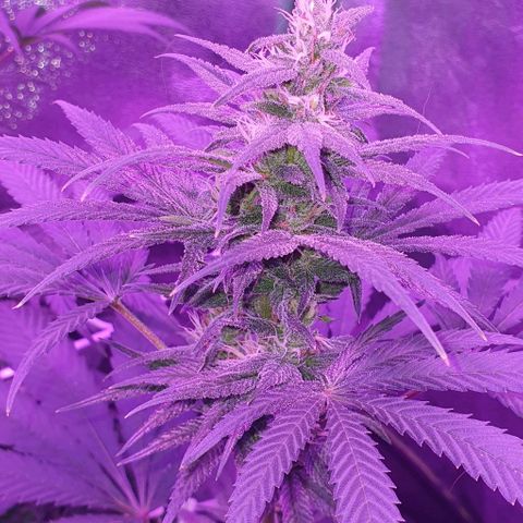 3RH #1 growlog timeline photo