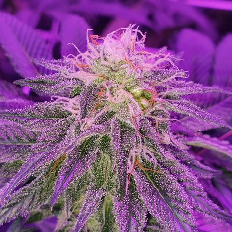 3RH #1 growlog timeline photo