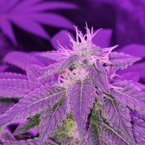 3RH #1 growlog timeline photo