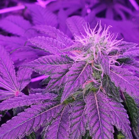 3RH #1 growlog timeline photo
