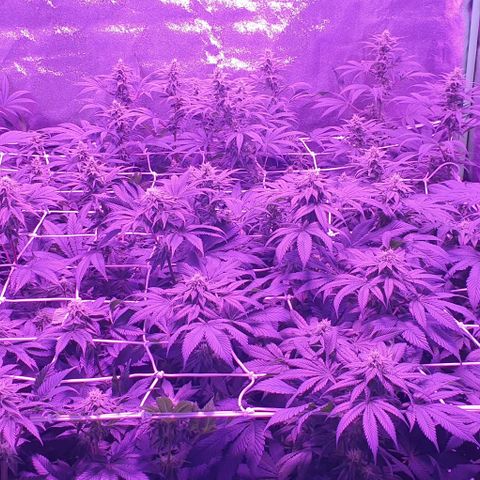 3RH #1 growlog timeline photo