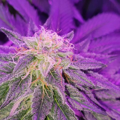3RH #1 growlog timeline photo