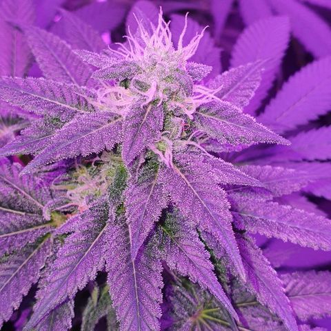 3RH #1 growlog timeline photo