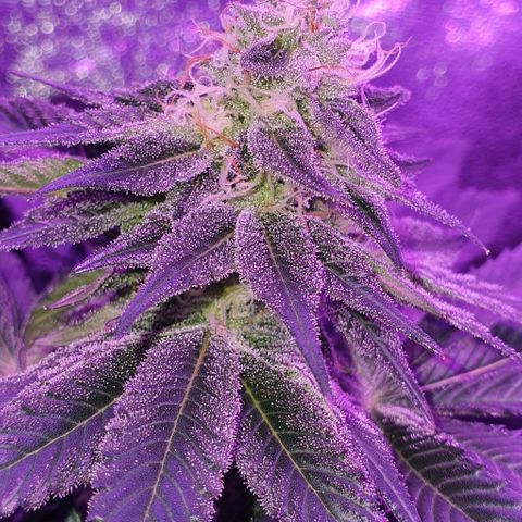 3RH #1 growlog timeline photo