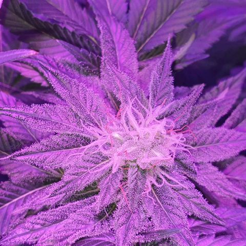 3RH #1 growlog timeline photo