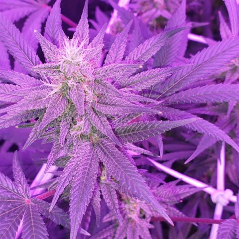 3RH #1 growlog timeline photo