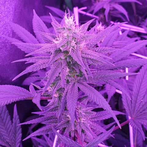 3RH #1 growlog timeline photo