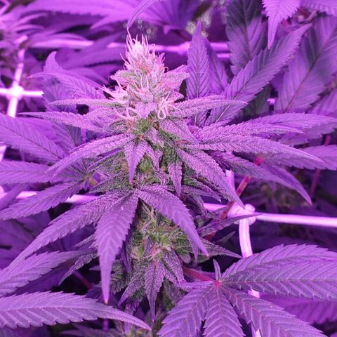3RH #1 growlog timeline photo