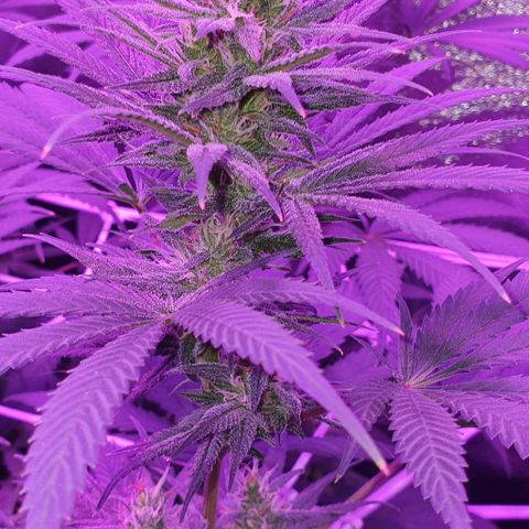 3RH #1 growlog timeline photo