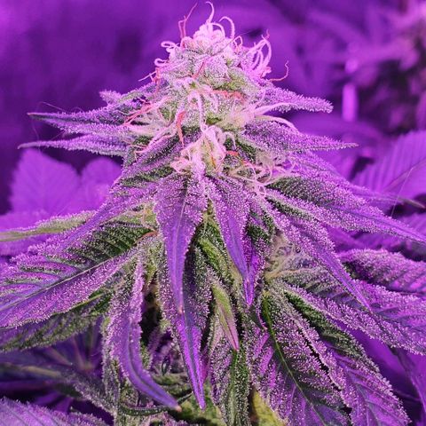 3RH #1 growlog timeline photo