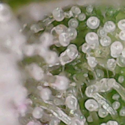 3RH #1 growlog timeline photo