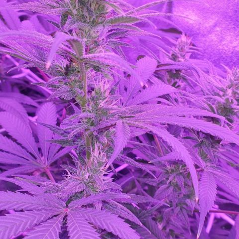 3RH #1 growlog timeline photo