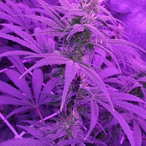 3RH #1 growlog timeline photo