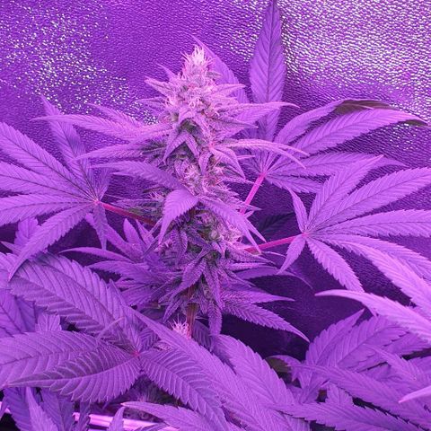 3RH #1 growlog timeline photo