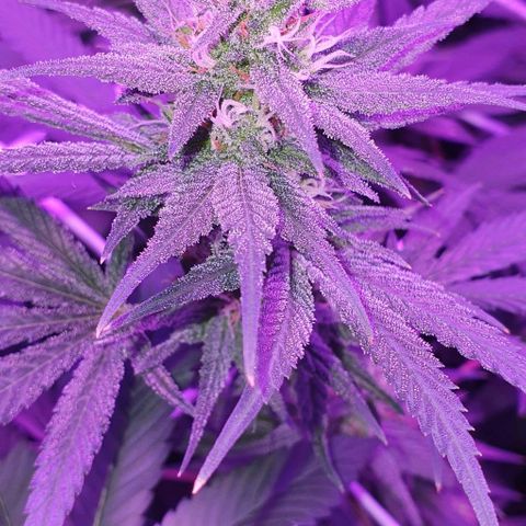 3RH #1 growlog timeline photo