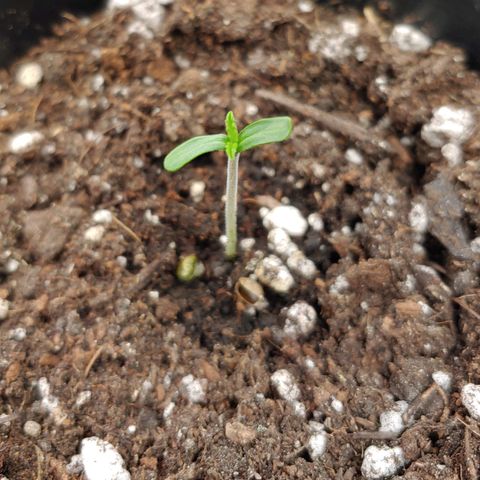 Critical Banana Smoothie 2 growlog timeline photo