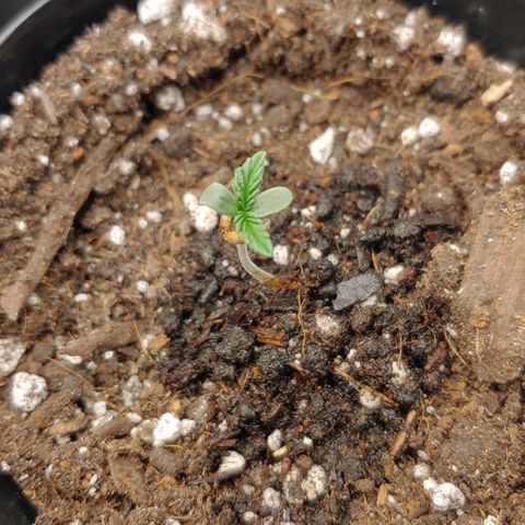 Glookie Monster growlog timeline photo