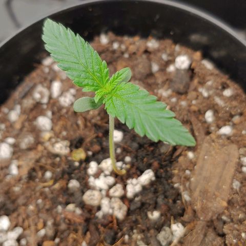 Glookie Monster growlog timeline photo