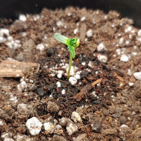 Critical Banana Smoothie growlog timeline photo