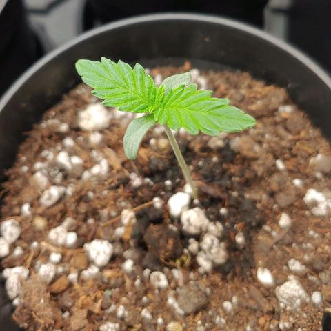 Glookie Monster 2 growlog timeline photo