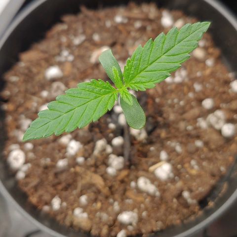 Critical Banana Smoothie 2 growlog timeline photo