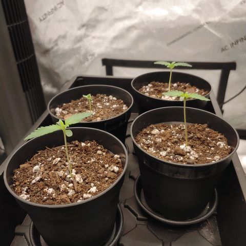 Glookie Monster growlog timeline photo