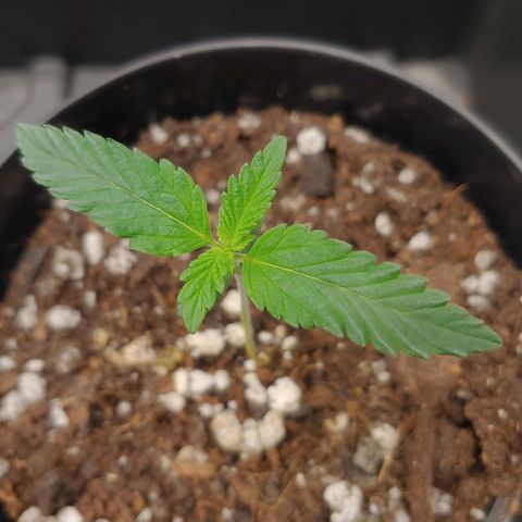 Glookie Monster growlog timeline photo