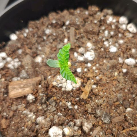 Critical Banana Smoothie growlog timeline photo