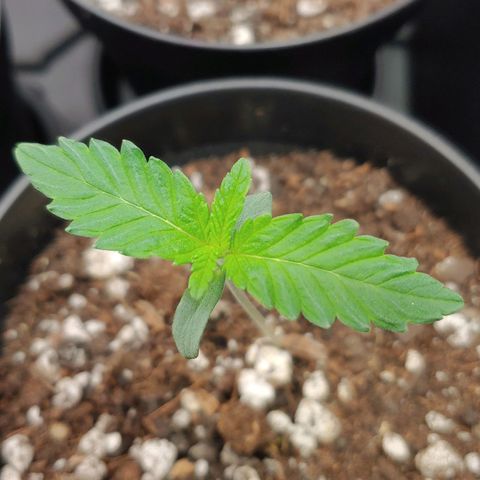 Glookie Monster 2 growlog timeline photo
