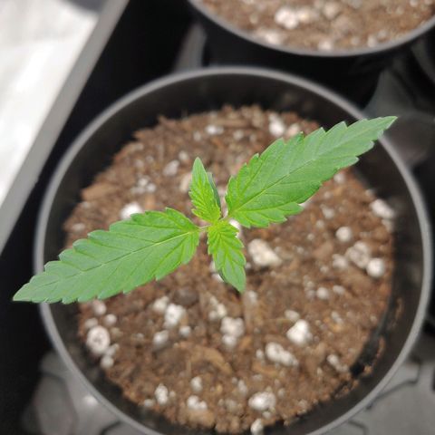 Critical Banana Smoothie 2 growlog timeline photo