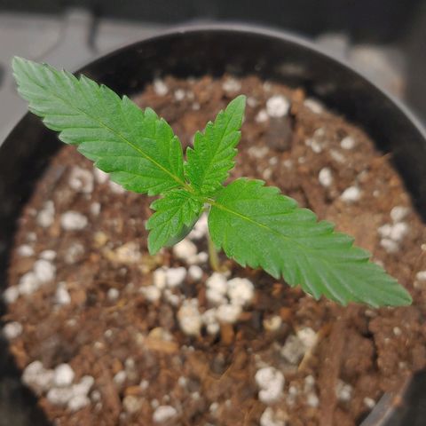 Glookie Monster growlog timeline photo