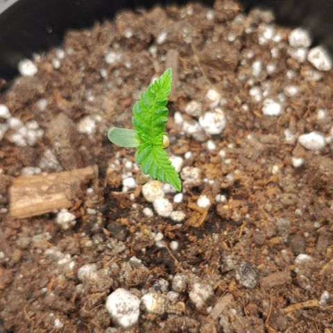 Critical Banana Smoothie growlog timeline photo
