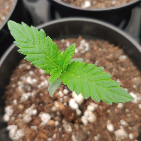 Glookie Monster 2 growlog timeline photo