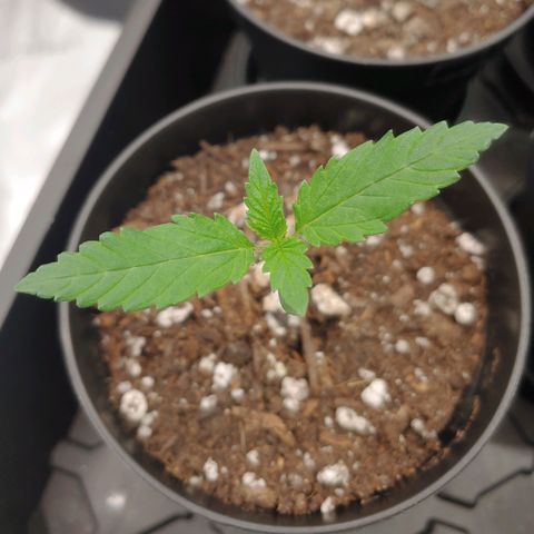 Critical Banana Smoothie 2 growlog timeline photo