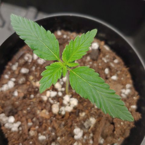 Glookie Monster growlog timeline photo