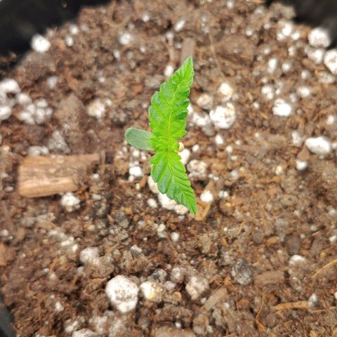 Critical Banana Smoothie growlog timeline photo