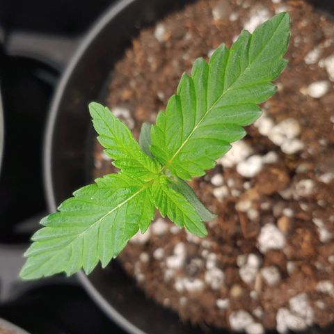 Glookie Monster 2 growlog timeline photo