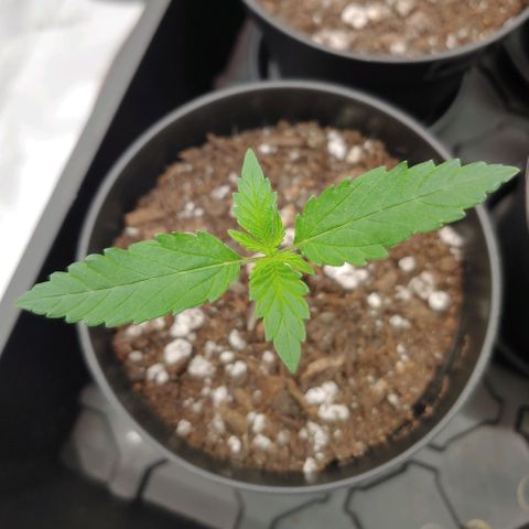 Critical Banana Smoothie 2 growlog timeline photo